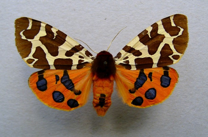 Arctia_caja.o1.jpg