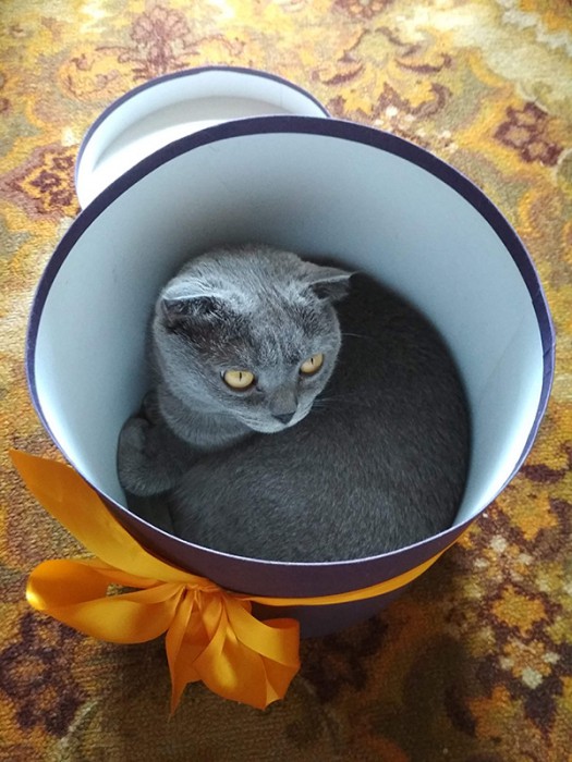 cat_in_circle_box.jpg