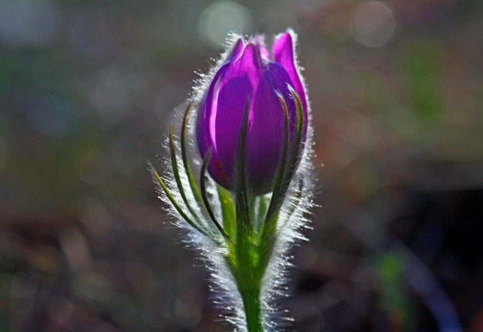 IMG_8678.jpg