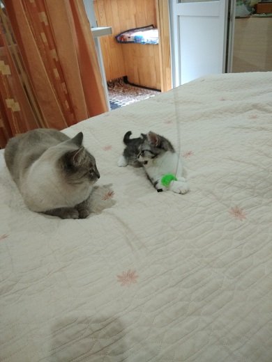 кошечка2.jpg