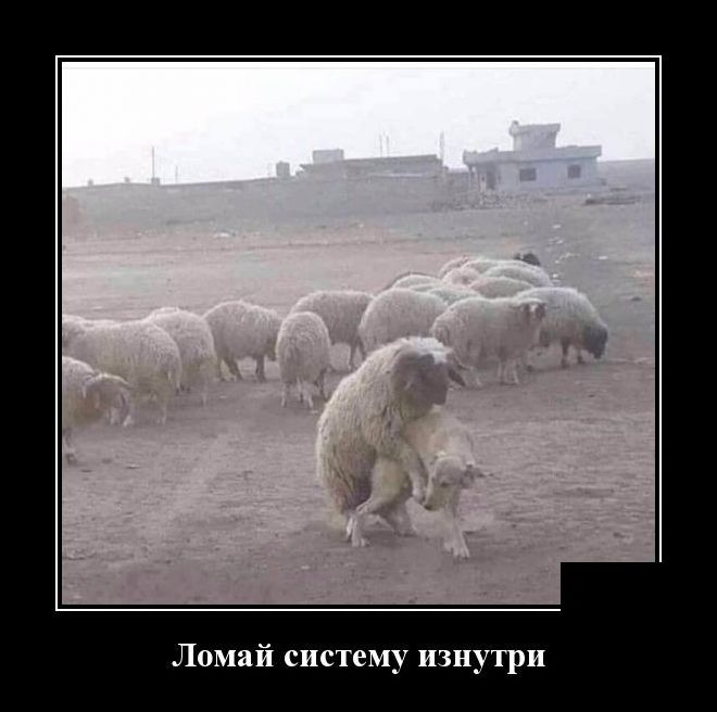 demotivator-07112020-002.jpg