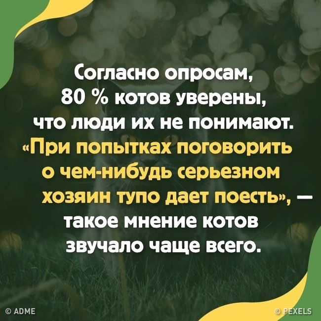 кот.jpg