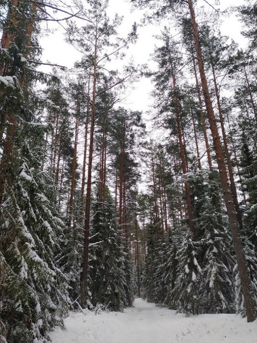 л3.jpg