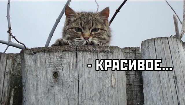 15805957_1.jpg