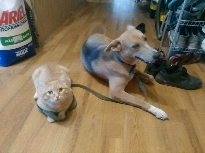 sized_Цап и Муха2.JPG