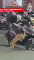 cth5p04igdgre9cp7vlg.gif