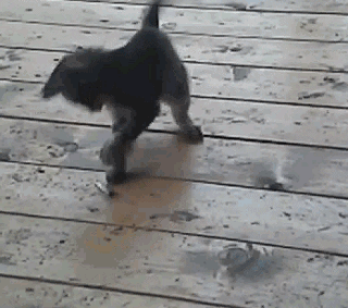1363116285_file.gif