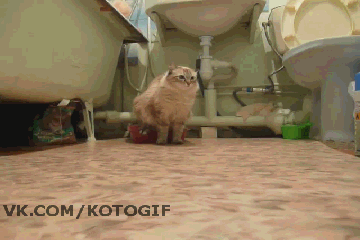 1366822749_664415.gif