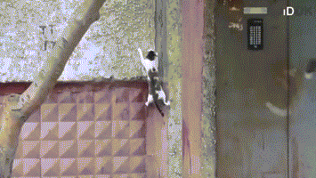 1380359255_1380267765_686568225.gif