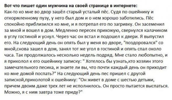 пес.jpg