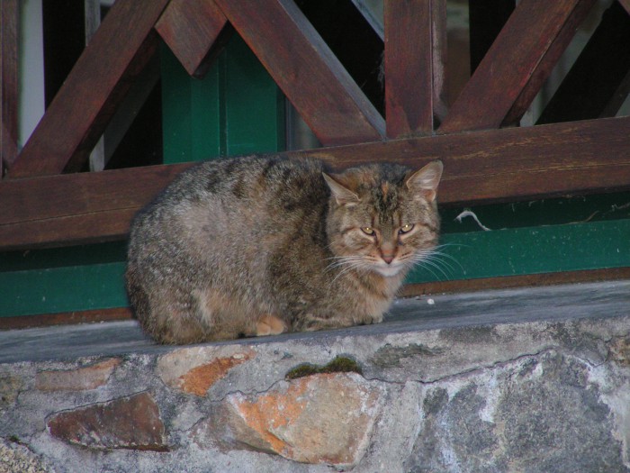 PICT5333.JPG