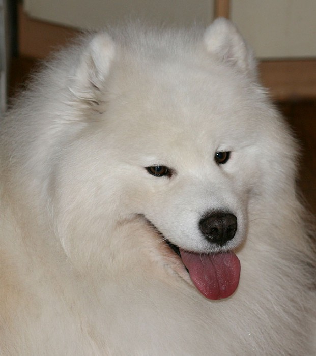 lucashead.jpg