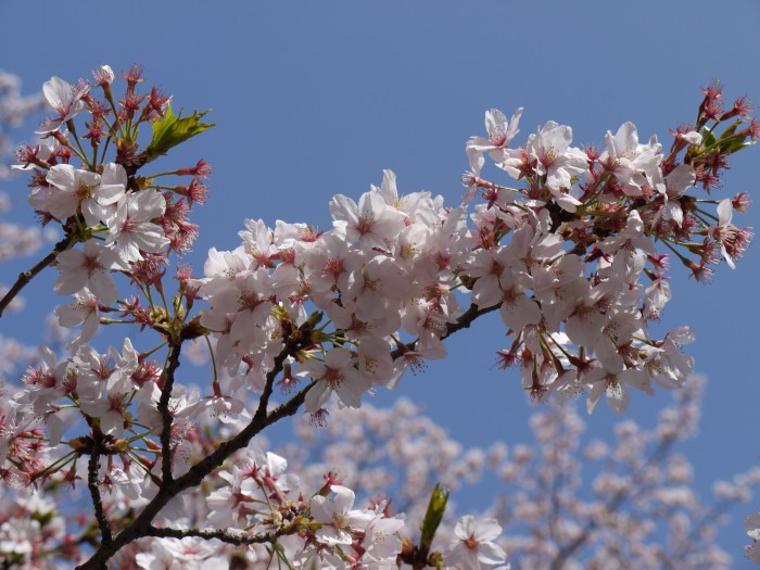 P1000069.jpg
