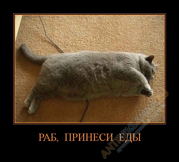 раб принеси еду.jpg