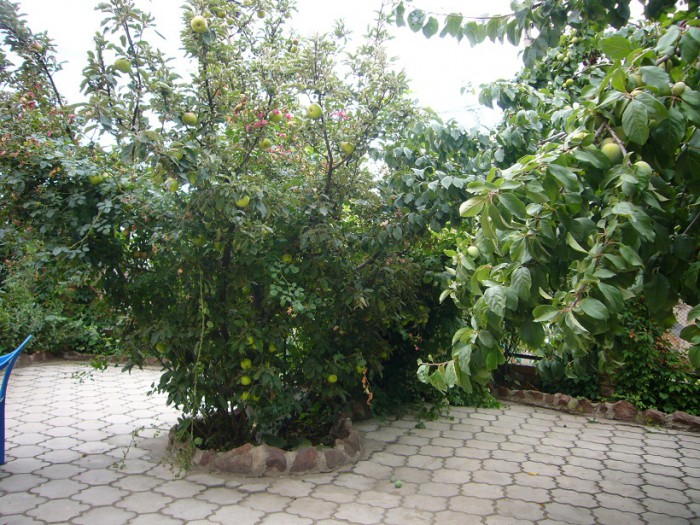 P1170035.JPG
