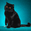 avatar174.gif