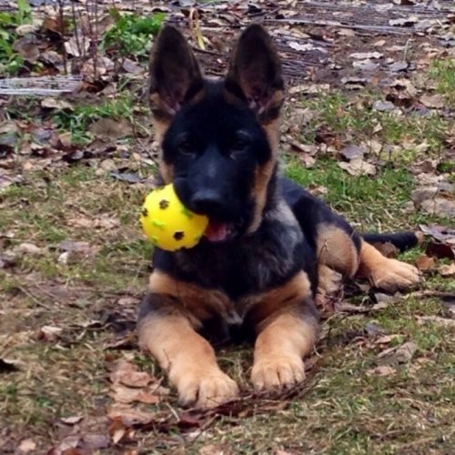 L7OeRH4MEYA_500x500.jpg