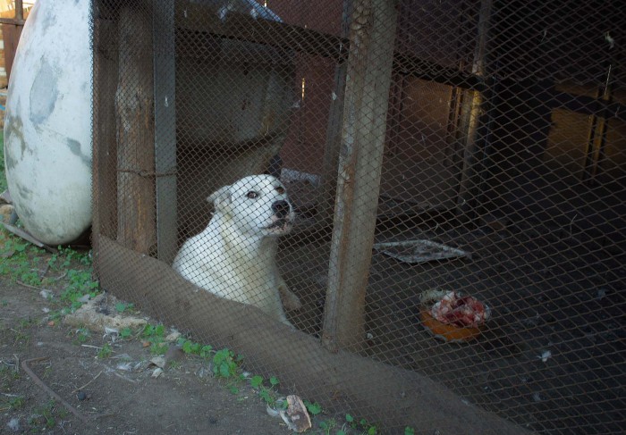 РЕС...SDIM0625.JPG