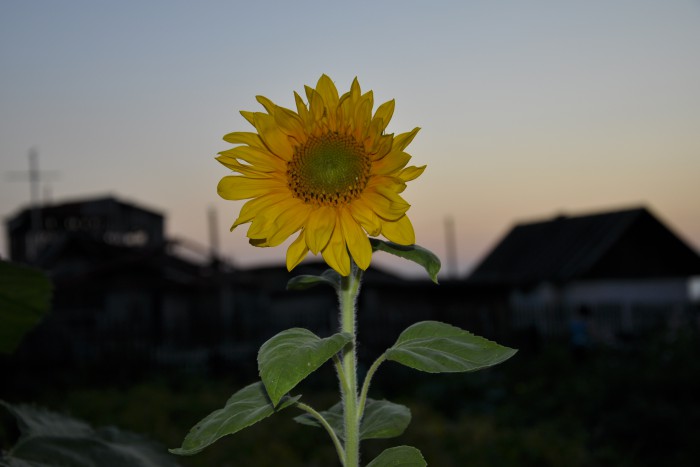 _DSC9852.JPG