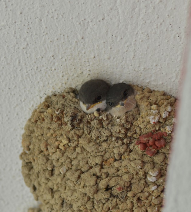 DSC_1338.1.jpg