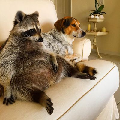 Raccoon_1.jpg
