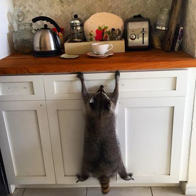 Raccoon_2.jpg
