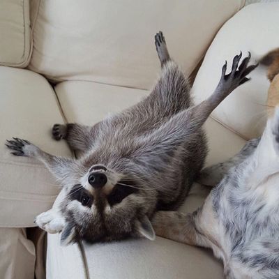 Raccoon_4.jpg
