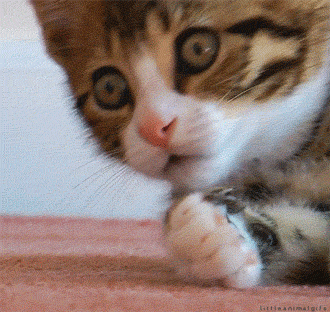 cat_giphy.gif