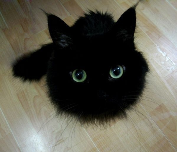 cat.jpg