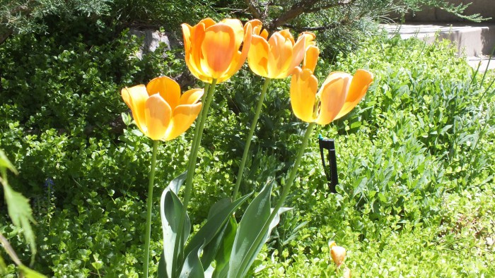 DSCF1446.JPG
