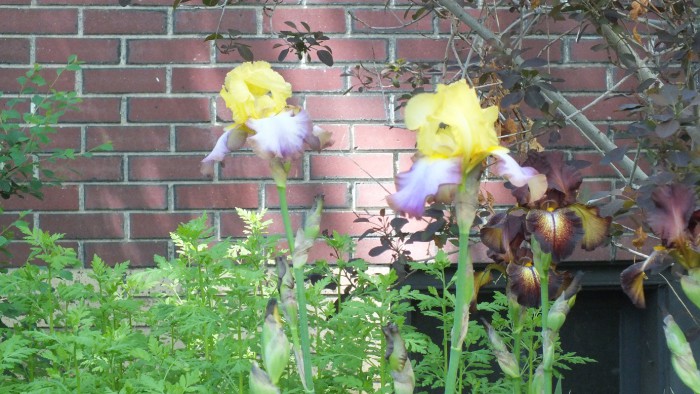 DSCF1447.JPG