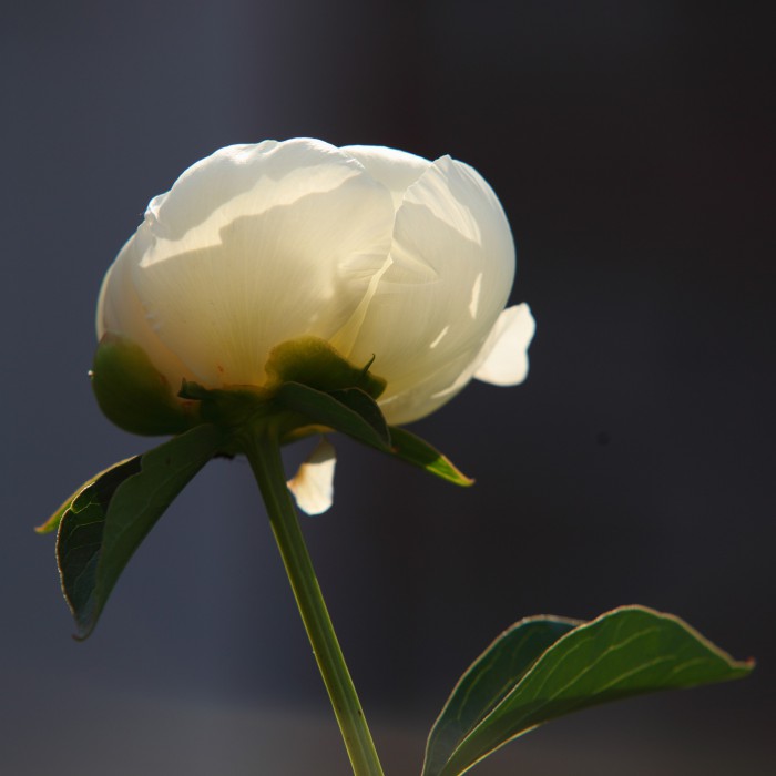 sized_IMG_7769.JPG