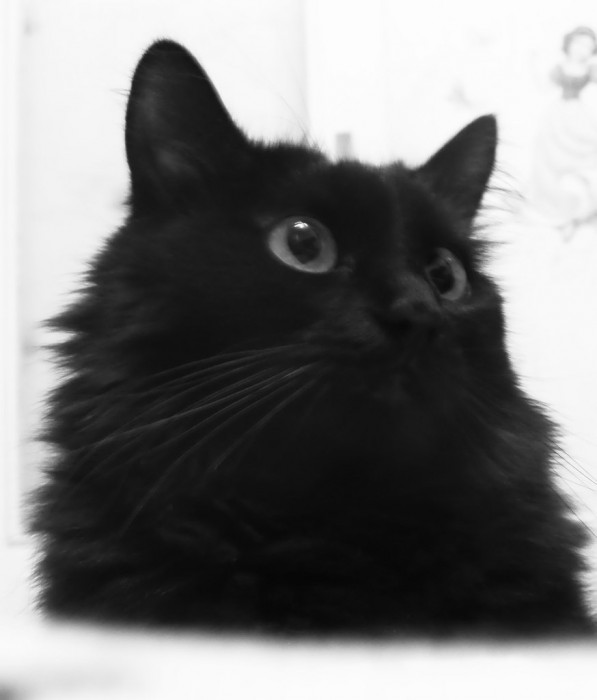 Alisa2.jpg