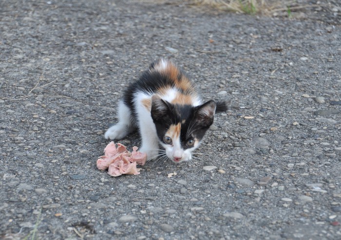 DSC_6673.JPG