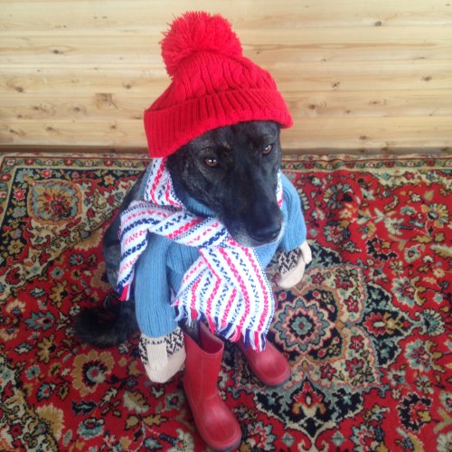 image (2)_500x500.jpg