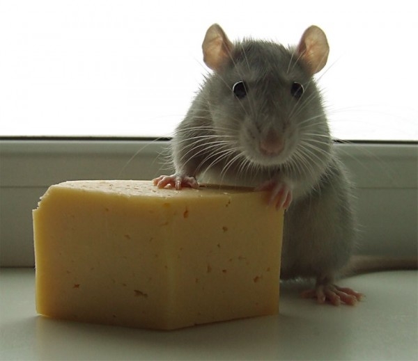 Mouse.jpg