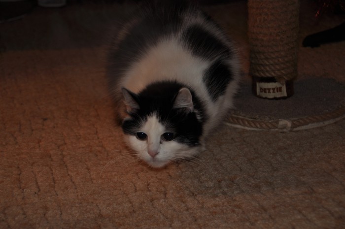 DSC_6085.JPG
