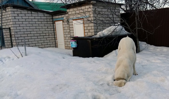 sized_собака.JPG
