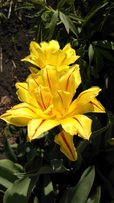 IMG_2017-05-20_130933_HDR.jpg