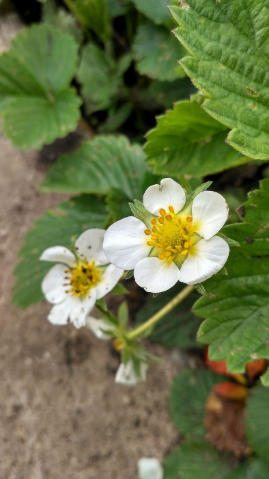 IMG_2017-06-02_101905_HDR.jpg