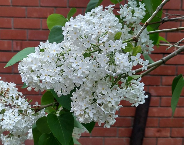 IMG_2017-06-06_103117_HDR.jpg