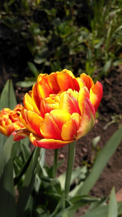 IMG_2017-05-20_130926_HDR.jpg