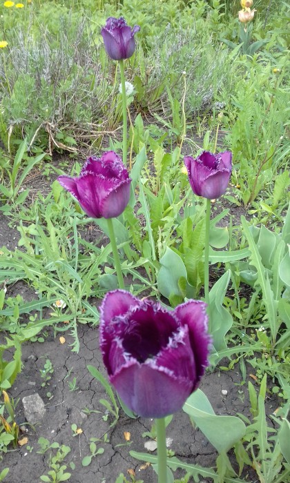 20170527_тюльпаны4.jpg