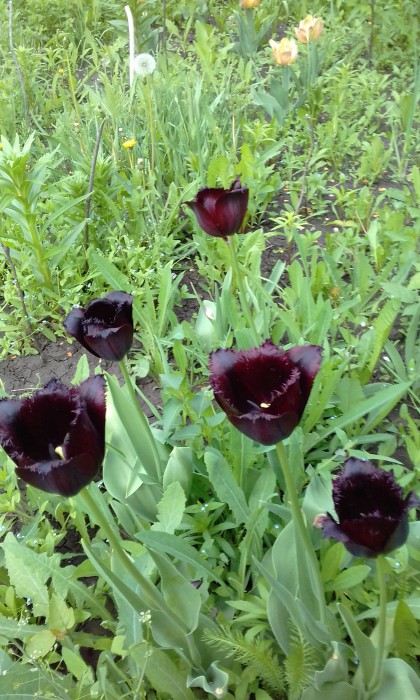 20170527_тюльпаны7.jpg