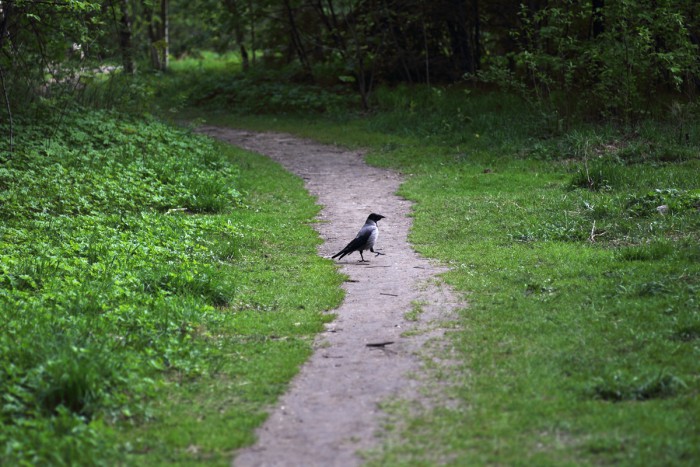 crow.jpg