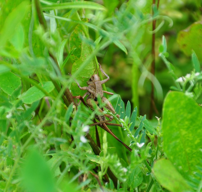 DSC_0330.JPG