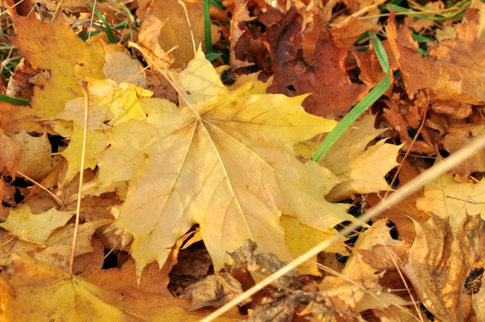 DSC_4892а.jpg