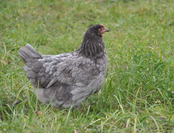 DSC_5071.JPG