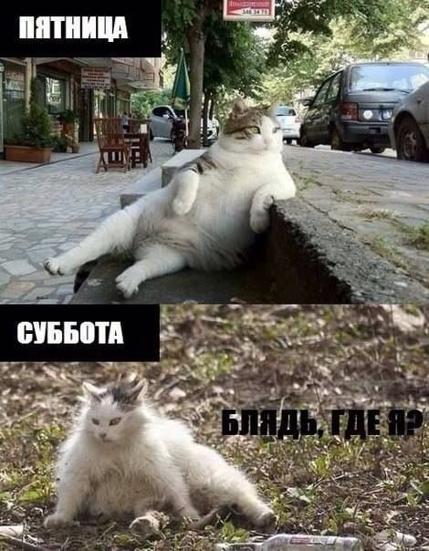 Воттак.jpg