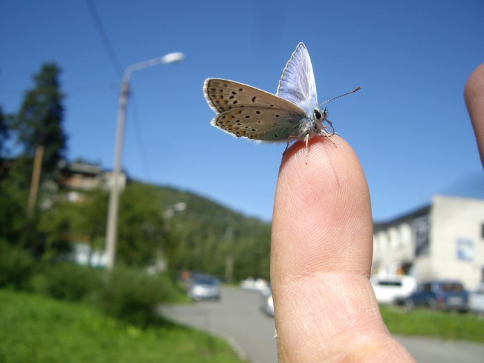 мотылёк.jpg